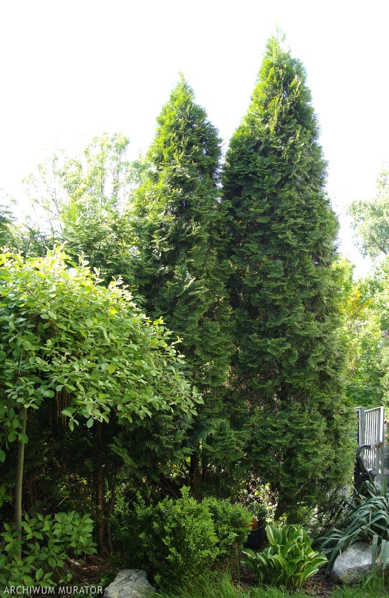 Thuja occidentalis