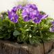 Fioletowe kwiaty ogrodowe: hiacynt, fiołek, petunia. 13 pięknych roślin ogrodowych z fioletowymi kwiatami Fioletowe kwiaty ogrodowe: hiacynt, fiołek, petunia. 13 pięknych roślin ogrodowych z fioletowymi kwiatami