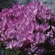 Zimowity jesienne, czyli Colchicum autumnale. Zobacz, jak uprawiać zimowita z fioletowymi kwiatami Zimowity jesienne, czyli Colchicum autumnale. Zobacz, jak uprawiać zimowita z fioletowymi kwiatami